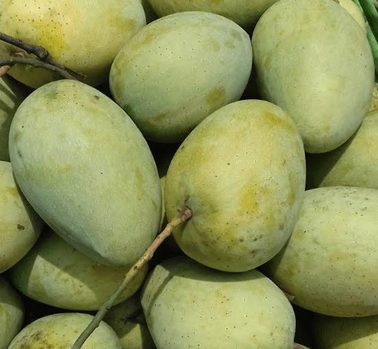 ফজলি (প্রি ওর্ডার) 