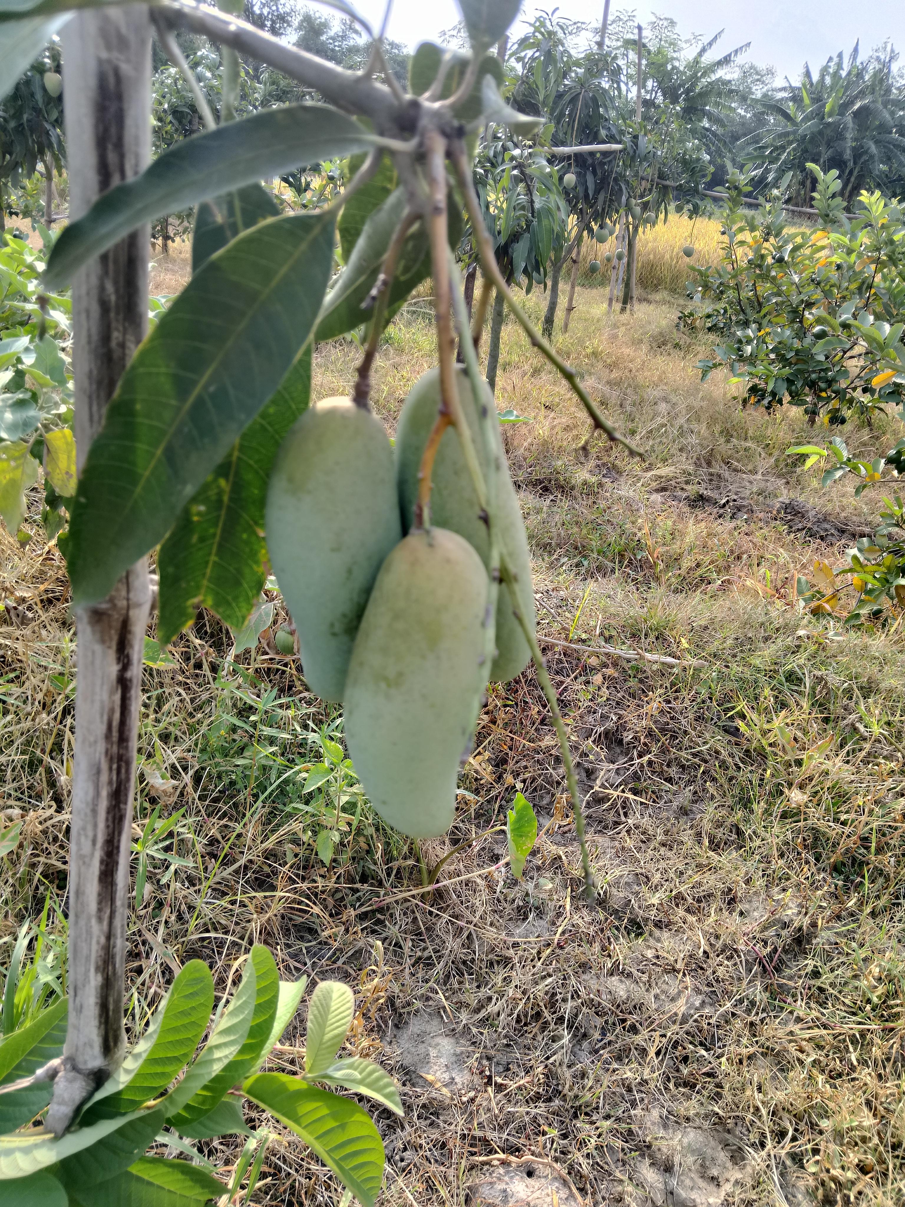 চাঁপাইনবাবগঞ্জের আম 3