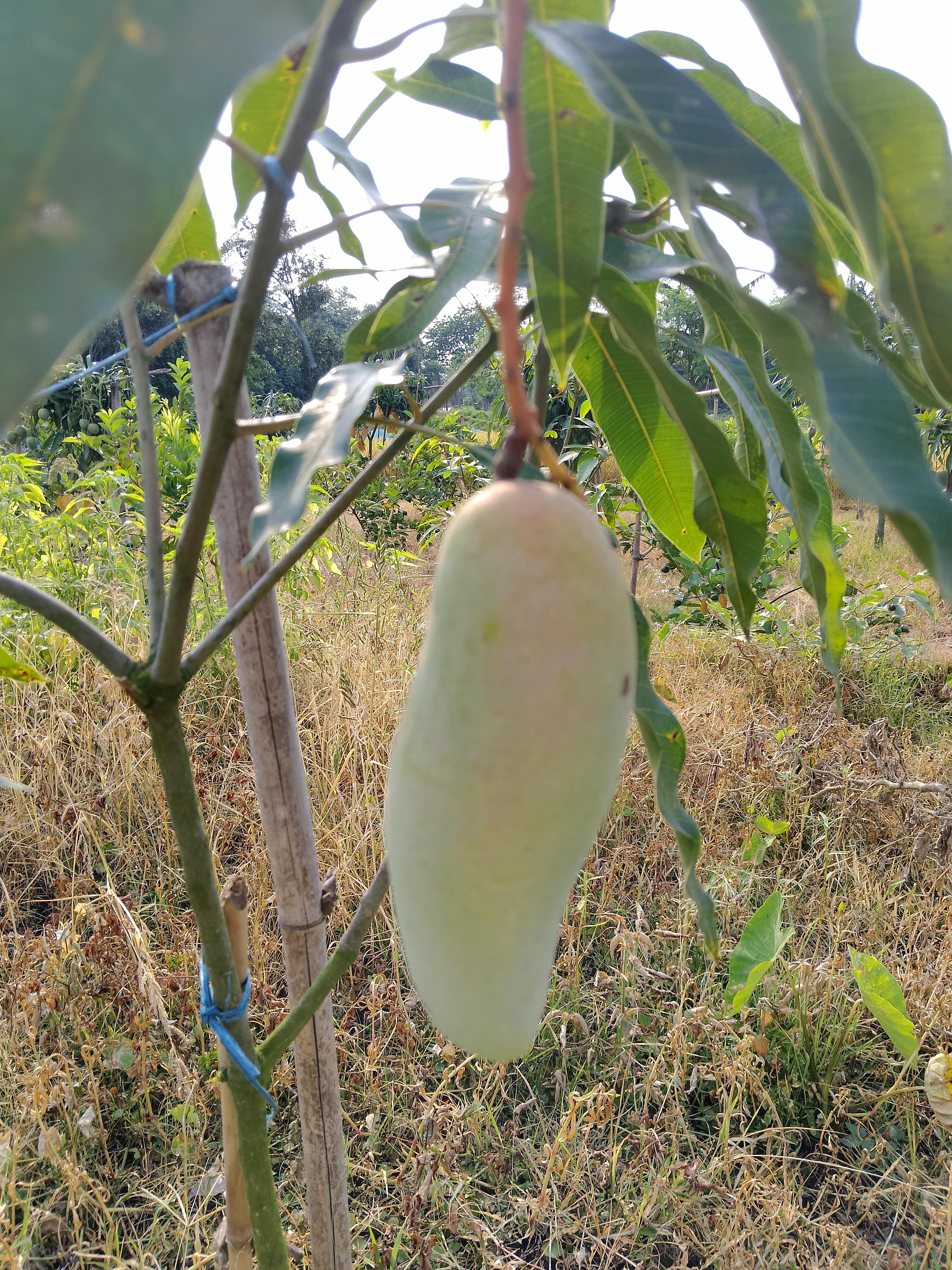 চাঁপাইনবাবগঞ্জের আম 4