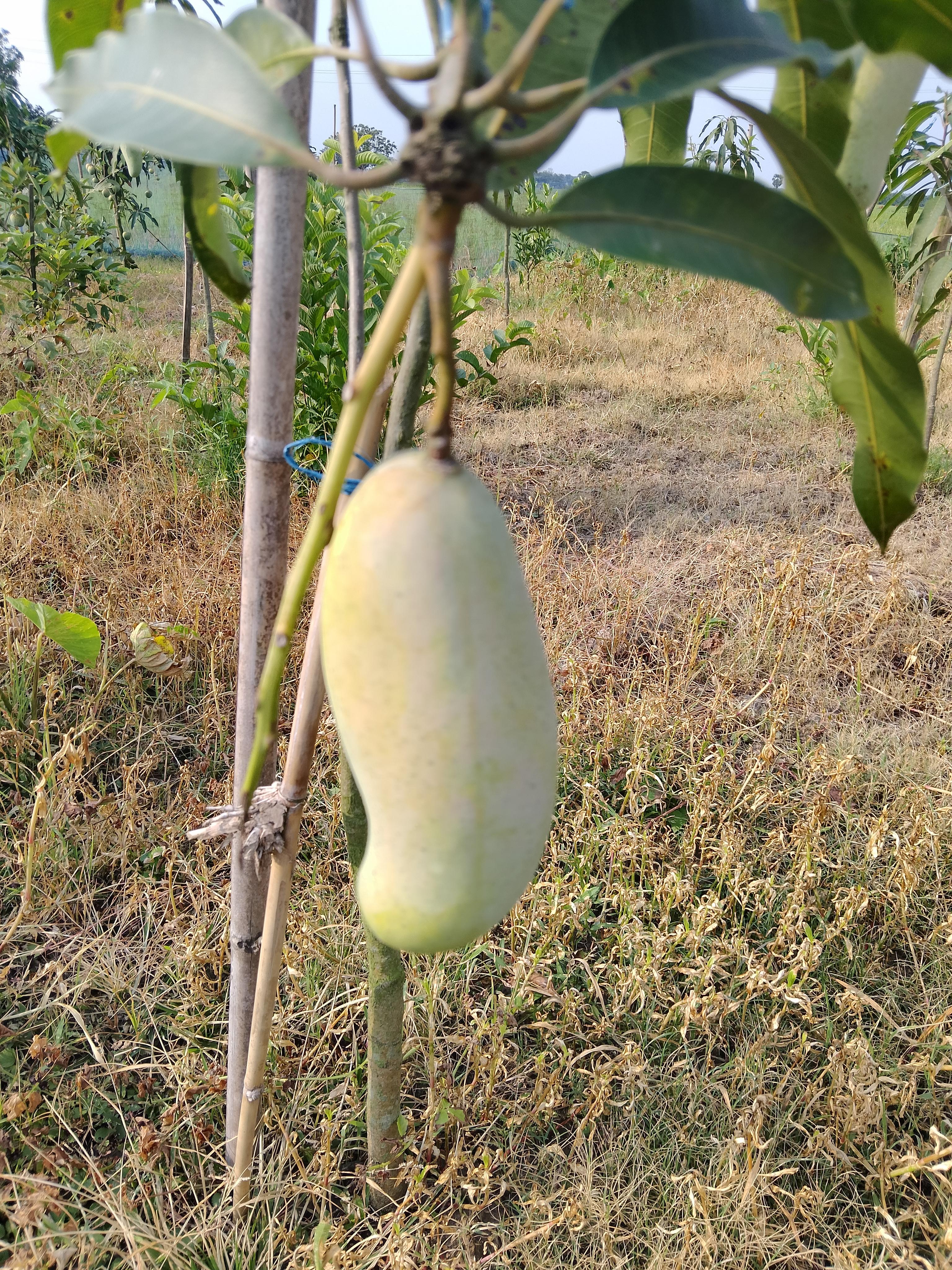 চাঁপাইনবাবগঞ্জের আম 5