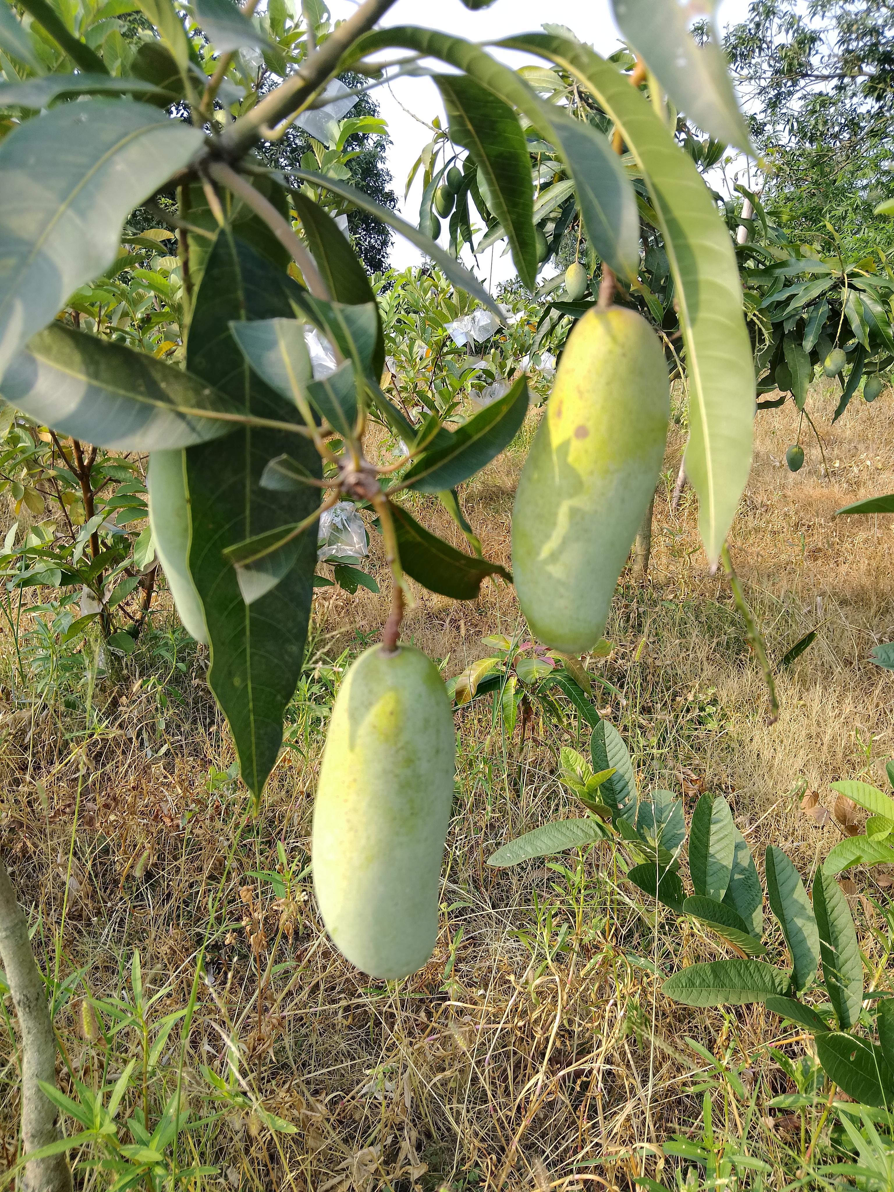 চাঁপাইনবাবগঞ্জের আম 6